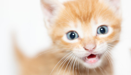 adorable kitten on white backdrop