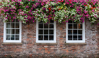 A colourful brick wall with three windows toped by a very attractive display of summer flowers.