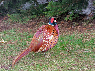 Pheasant at a Pheasant and Duck Shoot in snow in Northern Ireland