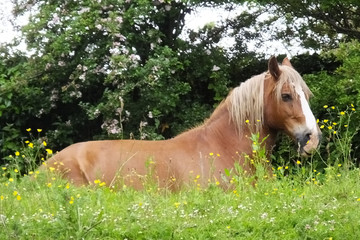 Pony below a tree in a field Co Antrim Northern Ireland