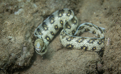 Moray eels on a coral reef in Hawaii