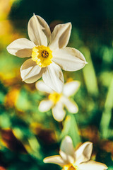 Blooming Narcissus daffodils. Flower bed jonquils with blurred bokeh background. Inspirational natural floral spring or summer blooming garden or park. Colorful blooming ecology nature landscape