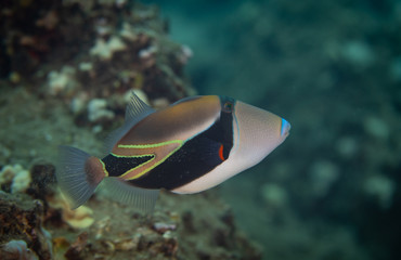 Fototapeta na wymiar Reef life on coral reef of Hawaii