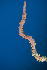 Reef life on coral reef of Hawaii