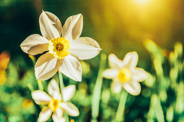 Blooming Narcissus daffodils. Flower bed jonquils with blurred bokeh background. Inspirational natural floral spring or summer blooming garden or park. Colorful blooming ecology nature landscape