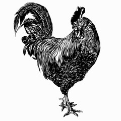 Hand drawn vector rooster illustration. © nika