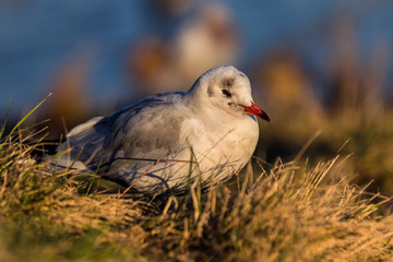 M&ouml;we in der Abendsonne