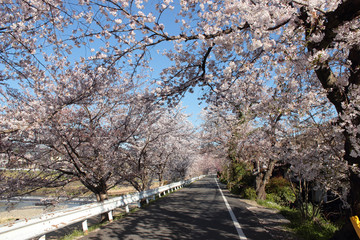 京都　鴨西通の桜のトンネル