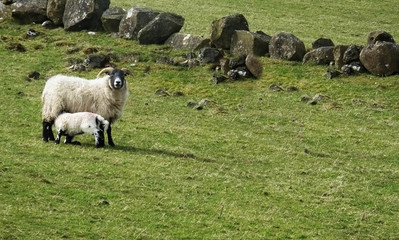 Sheep and her lambs in a field in Ireland space for text copy editers