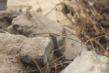Lizard on rock