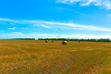 Obraz premium Field of harvested wheat with rolls of hay.