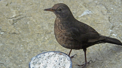 Coommon blackbird Turdus merula femail feeding from Insect Coconut Suet Shells in Ireland