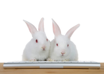 two adorable white albino baby bunny rabbits sitting with paws on computer keyboard on a wood table looking directly at viewer as if looking at computer monitor. Isolated
