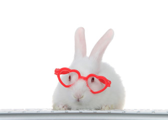 Portrait of an adorable white albino baby bunny rabbit wearing heart shaped pink glasses, paws on computer keyboard looking directly at viewer as if looking at computer monitor. Isolated
