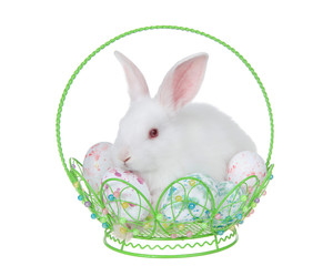 Adorable white albino baby bunny rabbit sitting in a hand crafted wire basket filled with tie die easter eggs, isolated on white background.
