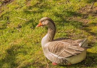 goose on the grass