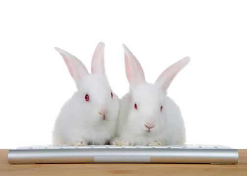 two adorable white albino baby bunny rabbits sitting with paws on computer keyboard on a wood table looking directly at viewer as if looking at computer monitor. Isolated