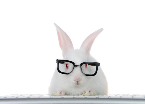 Portrait of an adorable white albino baby bunny rabbit wearing intelligent geeky looking black glasses, paws on computer keyboard looking directly at viewer as if looking at computer monitor. Isolated