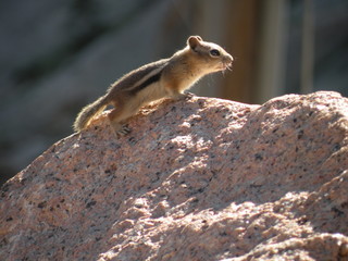 Chipmunk