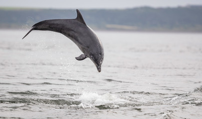 Fototapeta premium breaching wild dolphin