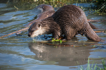 Close up of a single European otter (Lutra lutra)