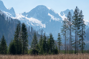 schneebedeckte Berge mit Bäumen im Vordergrund