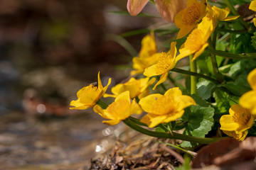 Butterblume im Frühling