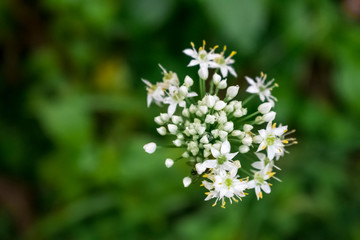 Fototapeta premium White Flower
