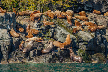 Seal colony on rock in glacial water of Prince William Sound in Alaska