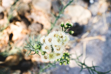 Pequeñas esferas blancas