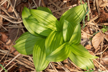 Weißer Germer auf Waldboden im Frühling