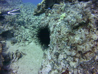 Sea Urchin