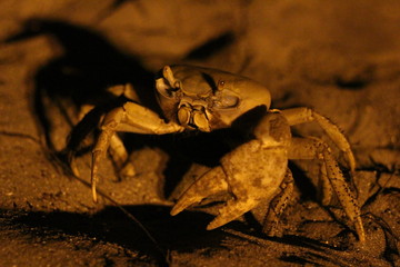 Crab under the moonlight
