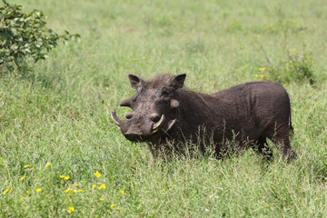 Warzenschwein / Warthog / Phacochoerus africanus