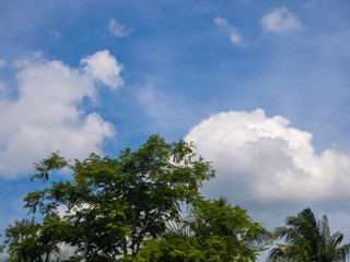 Silhouettes of trees against the blue sky and multi-colored clouds. Koh Phangan Thailand