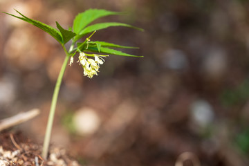 Kleine Blüte am Waldboden