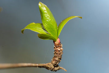frisch aufgeblühte Knospen auf Ast im Frühjahr