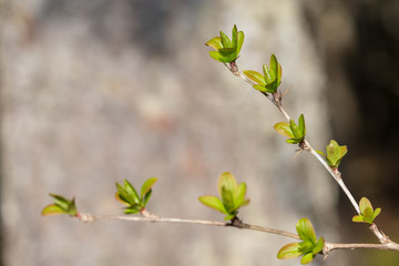 frisch aufgeblühte Knospen auf Ast im Frühjahr