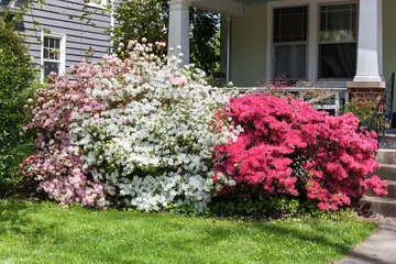 Crédence de cuisine en verre imprimé Azalée Azalées roses, blanches et rouges qui fleurissent devant le porche de la maison résidentielle.