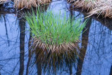Grasbüschel im Moor