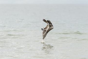 Pelican Diving Flying