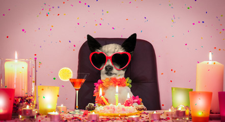 happy birthday dog