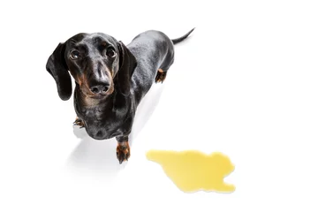 Aluminium Prints Crazy dog dog pee owner at home