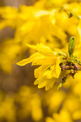 Admiral flower, yellow flower,Forsythia Viridissima