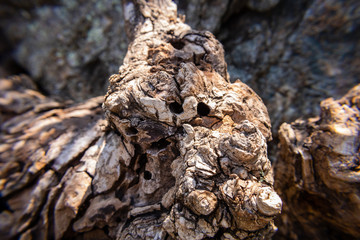 bark on a rock