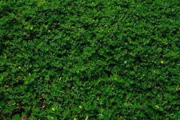 Beautiful Green leave texture background