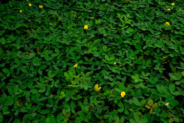 Beautiful Green leave texture background