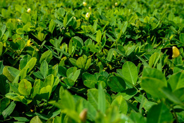 Beautiful Green leave texture background