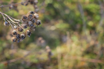 Dry burdock flowers in late autumn close up photo.