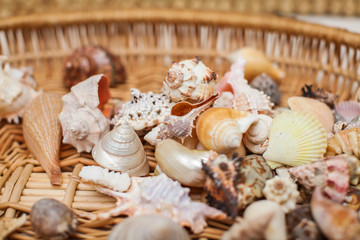 Close up Various shape seashells on woven wicker texture in selective focus.